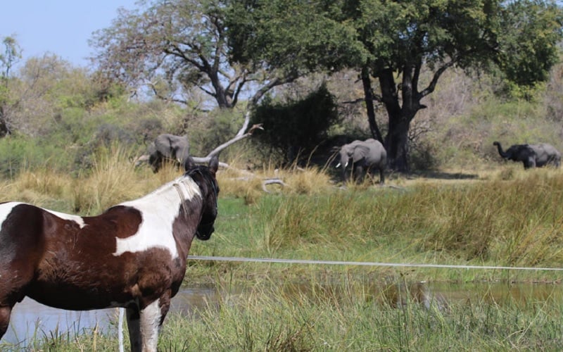 6 Day Okavango Delta Horseback Safari in Botswana